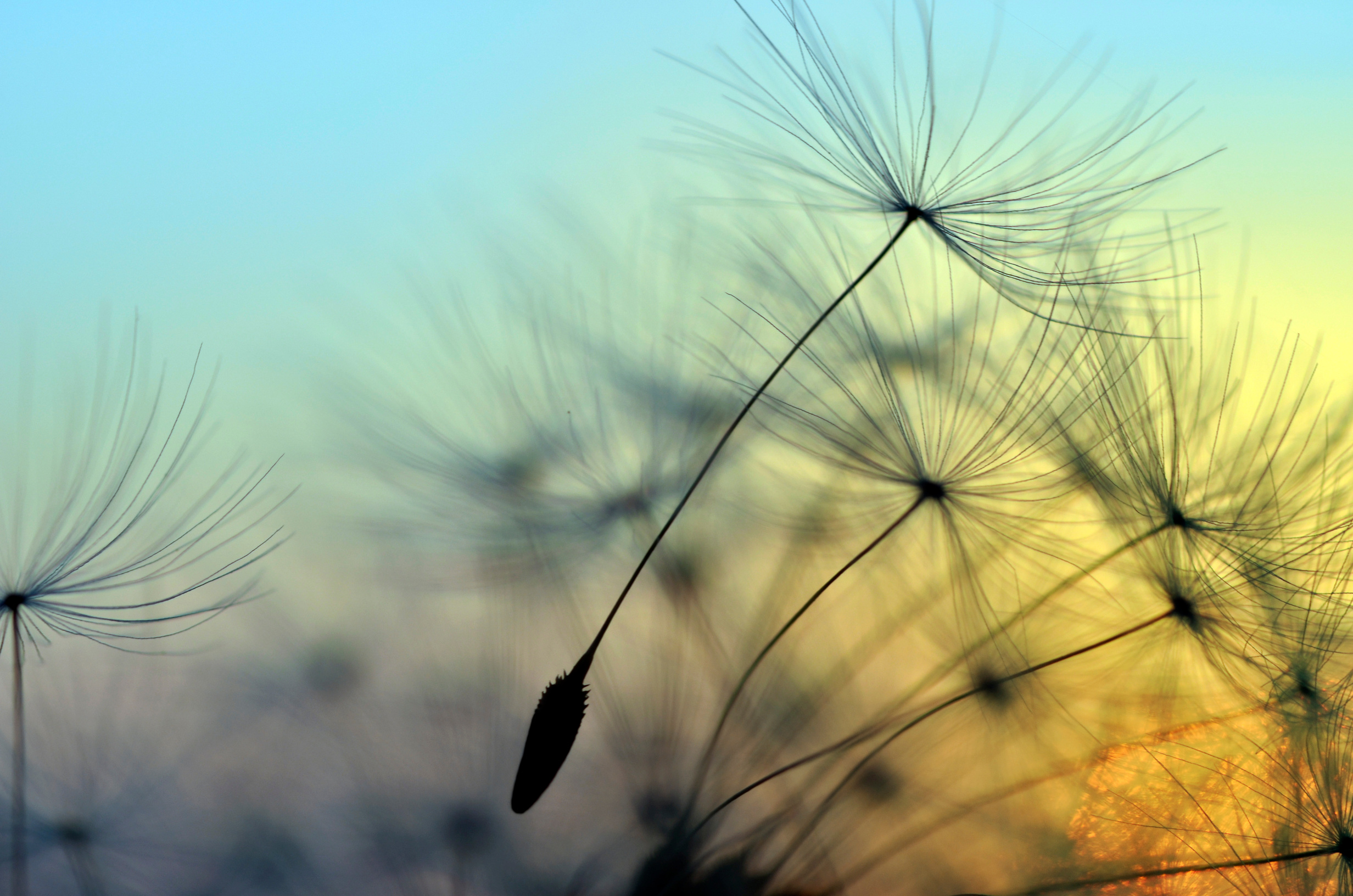 Golden sunset and dandelion, meditative zen background