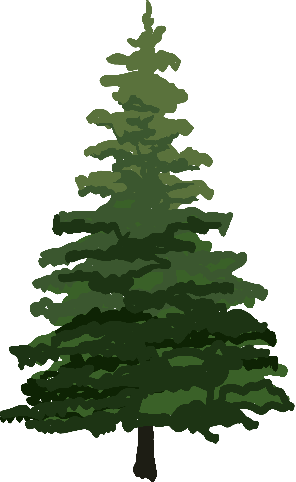 Pine Tree Illustration